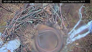 Time-lapse of bald eagles rebuilding collapsed nest