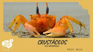 CRUSTÁCEOS - Ensino Fundamental