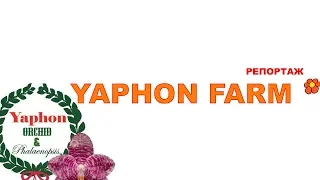 орхидеи Yaphon Farm все самое важное!