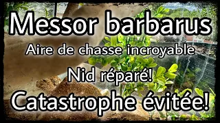 Opération catastrophe réussi. Les Messor barbarus et leur incroyable aire de chasse sont de retour