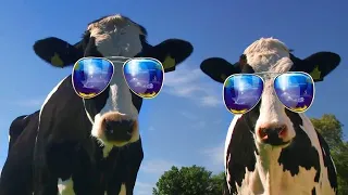 Funny cow dance 3- cow song & cow videos
