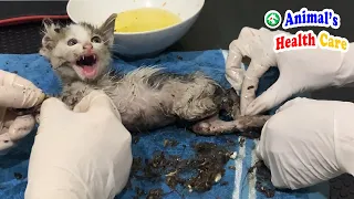 Try Not To Cry - Helping poor kitten Drenched in Sticky Glue from a Mouse Trap