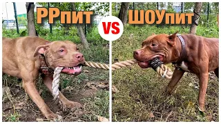 ПИТБУЛИ В ДЕЛЕ! Питбуль Джина VS Питбуль Чинки