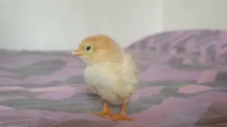 Two-day-old chicken