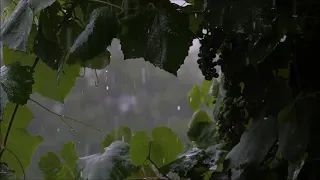 Regengeräusche zum Einschlafen (30 Minuten) Naturgeräusche zum Entspannen