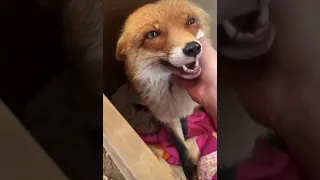 Милая лиса / Cute fox