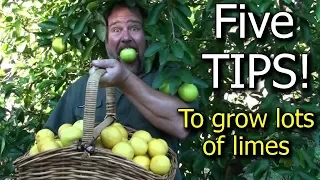 5 Tips How to Grow a Ton of Limes on One Tree - Totally Organic!