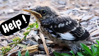 What to do with a baby bird fallen out of nest