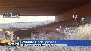 Animals Are Using The Wildlife Underpass Installed In Conjunction With The I-25 South Gap Project