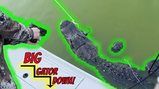 Big Gator In Florida