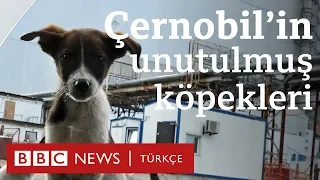 Çernobil'in unutulmuş köpekleri