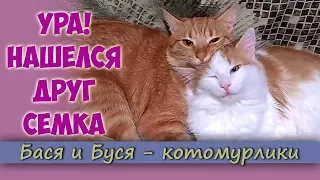 Ура! Нашелся друг Сёма! Новая страничка из жизни Баси