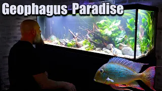 125 Gallon Geophagus Paradise Aquarium