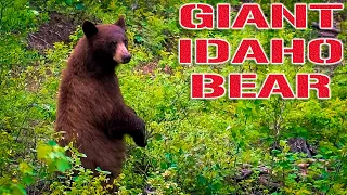 IDAHO BLACK BEAR HUNT - BEAR DOWN!!