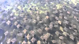 Migration stingray