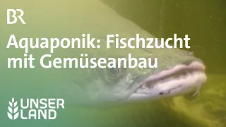 Aquaponik: Fischzucht und Gemüseanbau aus einem System | Unser Land | BR Fernsehen