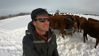 Winter Cattle Feeding: Moving Cows to New Hay Bales