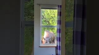 *Wait for it* Moose nursing right out our window 🥹 #babyanimals #moose #alaska