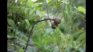 WALNUT, BUTTERNUT