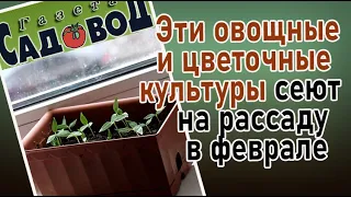 Эти овощные и цветочные культуры сеют на рассаду в феврале