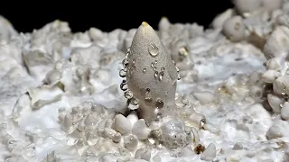 King Trumpet Mushroom Timelapse