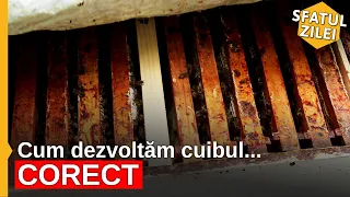 Cum dezvoltăm cuibul... CORECT? - Sfatul Zilei