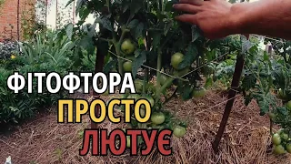 У сусідів ПОМІДОРІВ НЕ БУДЕ!Чи будуть помідори в 2023 на ПОЛІССІ?Вирощування помідорів на Поліссі