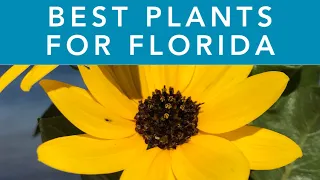 BEST PLANTS FOR FLORIDA | Gardening in Florida