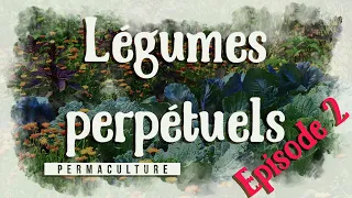 Les légumes perpétuels/vivaces dans son potager : Ep 2