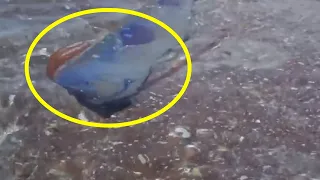5 mysteriöse Seeungeheuer   auf Kamera festgehalten