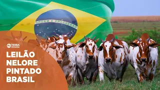 TERRA PECUÁRIA - LEILÃO NELORE PINTADO BRASIL 2023