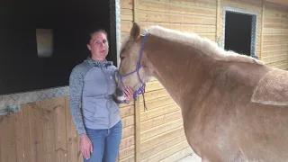 How to perform the Thoracic Sling Stretch with your horse