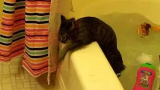 Kitten falls in bathtub