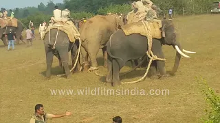 Taming a giant: Capturing a wild tusker elephant in Sakleshpur, India