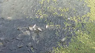 Tilapia azolla feeding