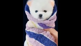 Super Cute and Funny Pomeranian Dogs Video Compilation #48 #Shorts