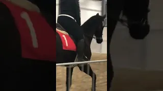 There’s nothing Holdin’ me back~Equestrian music video Had to try it out😎 *my videos*