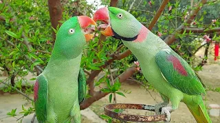 Alexandrine Parrots Mating Dance | Parrots Kissing Each Other