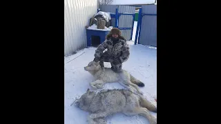 Регулирование численности волка в Якутии. 18 волков на счету волчатника Юрия.