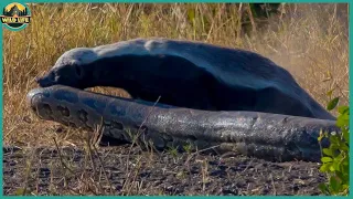 Top 48 Moments Caught On Camera When Honey Badgers Escaped From The Loony Bin