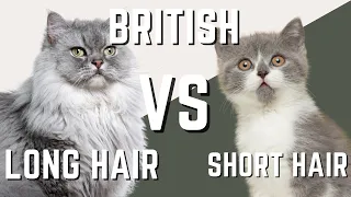 British LongHair Cat VS British Shorthair Cat - What are the differences