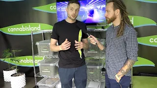 Uprawa konopi na CBD - CannabisLand - Mateusz Piecuski & Jarosław Stadnik