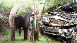 9 Feet Elephant injured from a fatal road accident given the treatment by wildlife officials