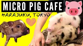 Harajuku's Hidden Gem: A Mini Pig Cafe in Tokyo Japan
