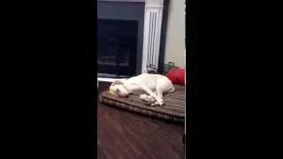 Dog Snoring