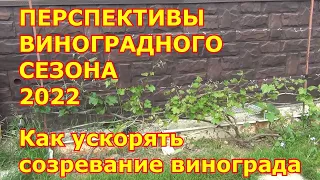 Перспективы виноградного сезона 2022. Как ускорять созревание винограда