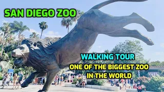 San Diego Zoo | One Of The Biggest Zoo In The World | Walking Tour | 4K