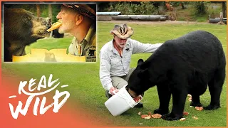 The Man Who Raises Wild Bears | The Gentle Bearman Of Emo | Real Wild