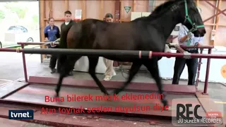 Yarış atı koşu bandına binerse