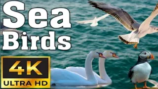 Seabirds-The most beautiful seabirds in the world -The sound of the sea-4k videos@Animalsworld-ji3ec